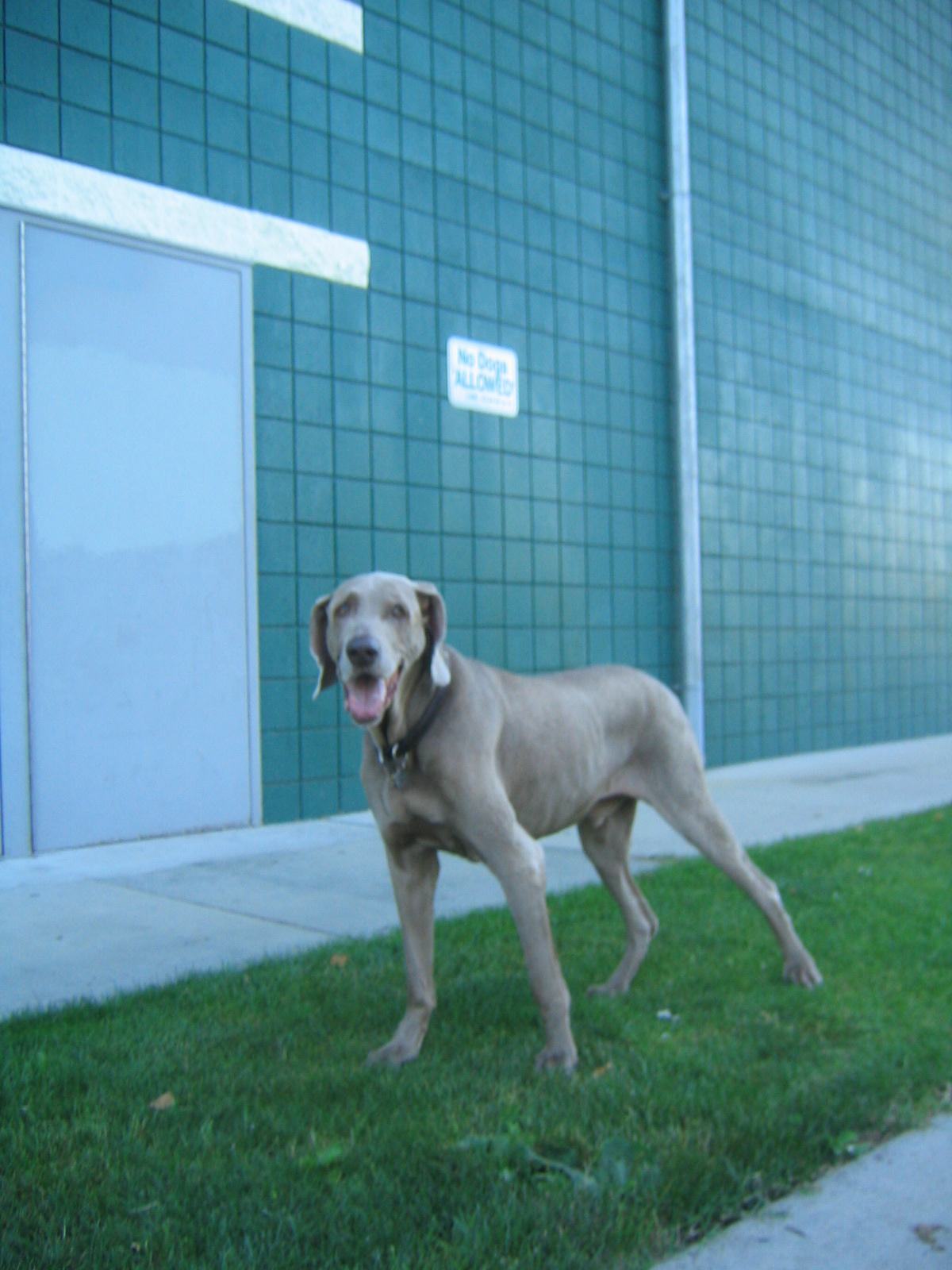 Yeager displays disregard for authority, Pan-Pacific Park, July 2009