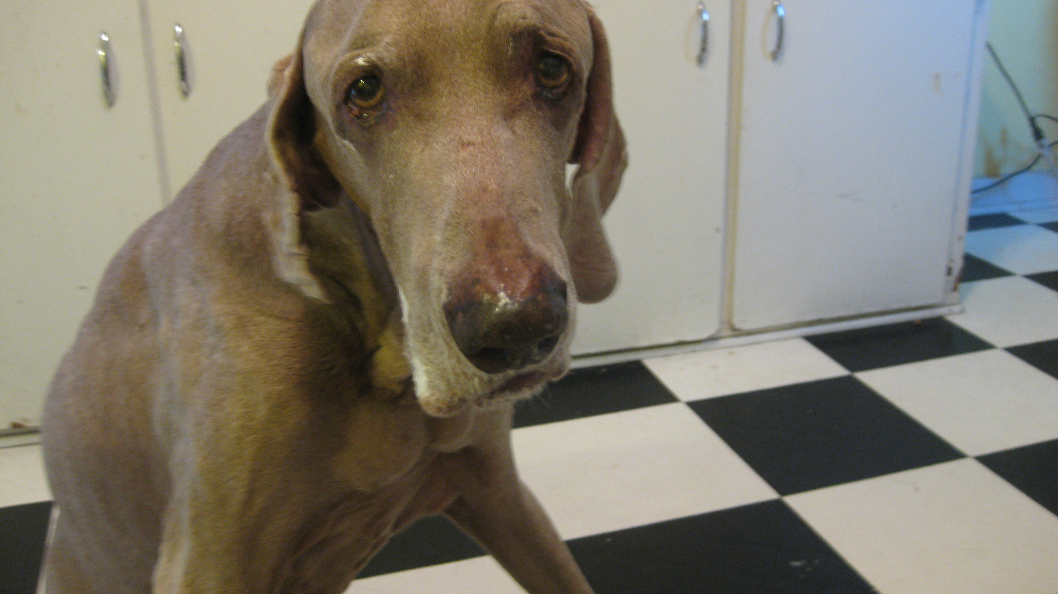 Yeager caught after retrieving a trashed bottle of Marshmallow Fluff,  2009