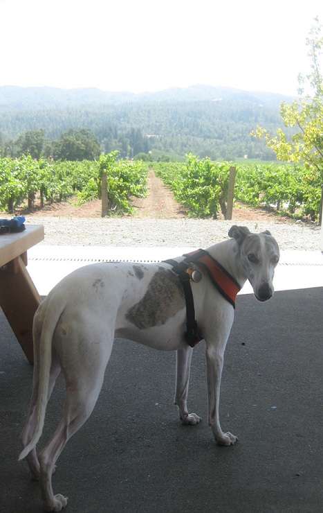 Wine Country Whitmore the Whippet.