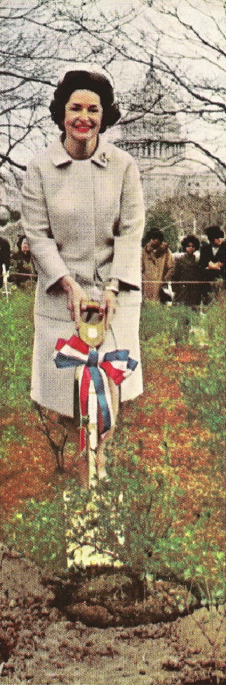 Lady Bird Johnson planting flowers in Washington, 1966.