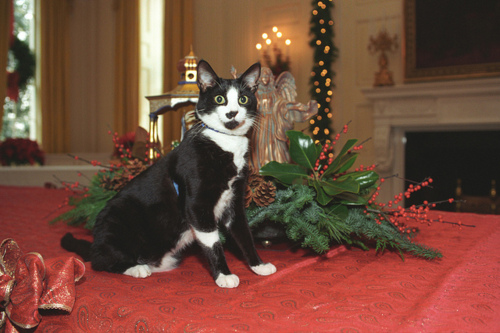Not just White House dogs got in on the holiday publicity as attested to by Socks Clinton.