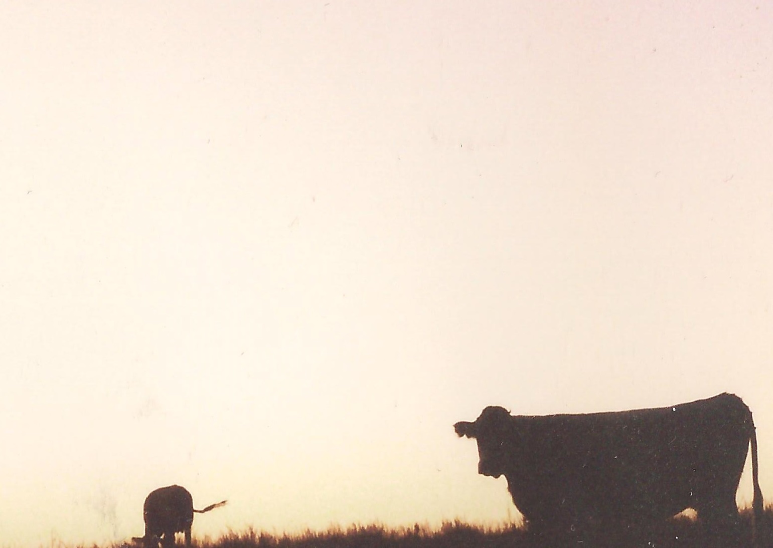 Cayuga County Cows, 2009.