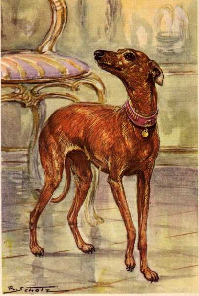Julia Tyler's Italian greyhound is the first known dog of the White House.