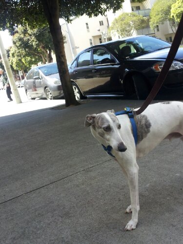 Frisco's own Whitmore the Whippet, who requested I dogsit him a bit.