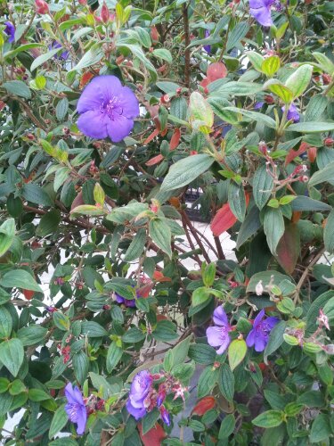 Purple Peeps Plant,