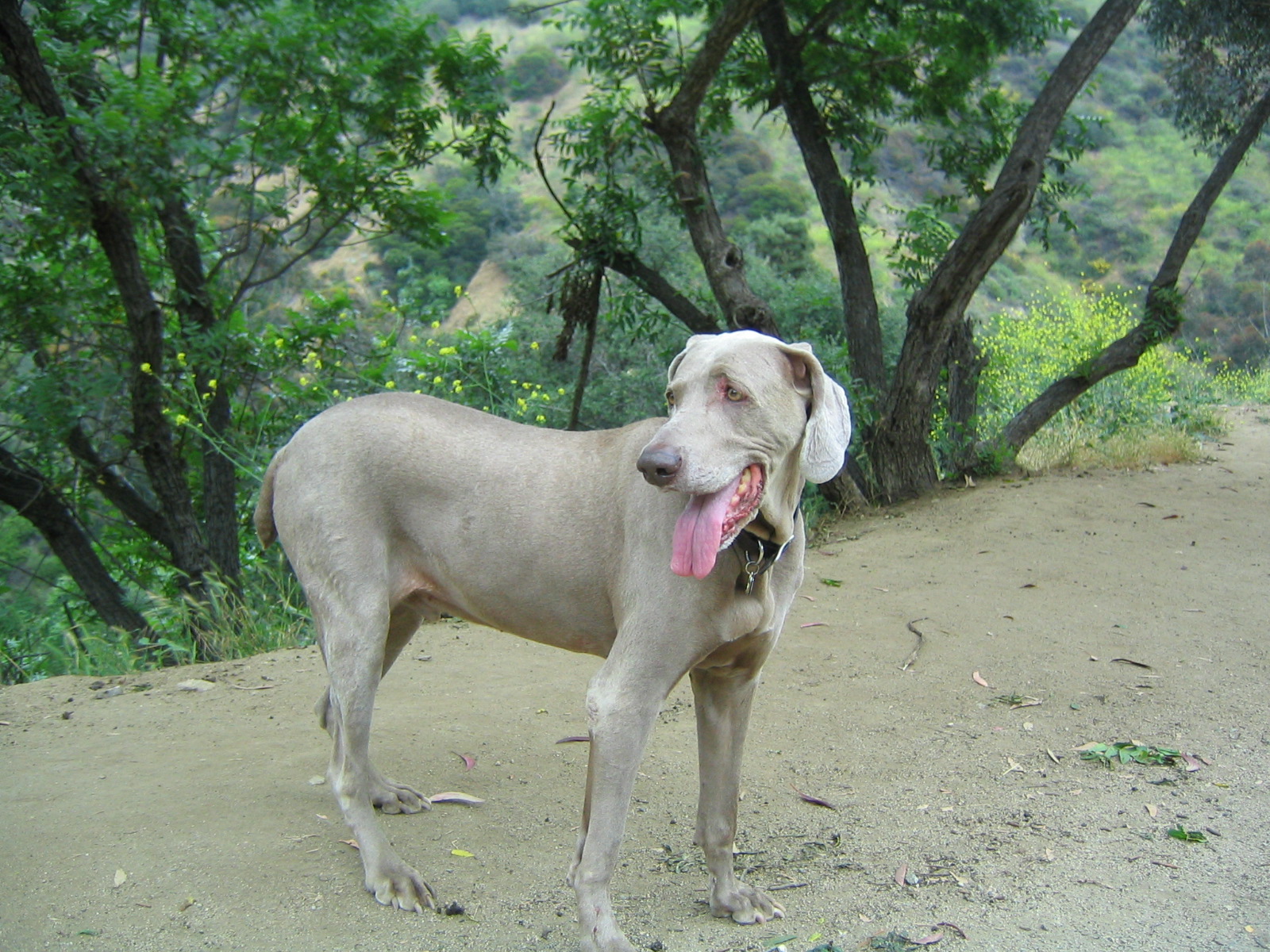 Yeager during one of his Runyon Canyon hikes.