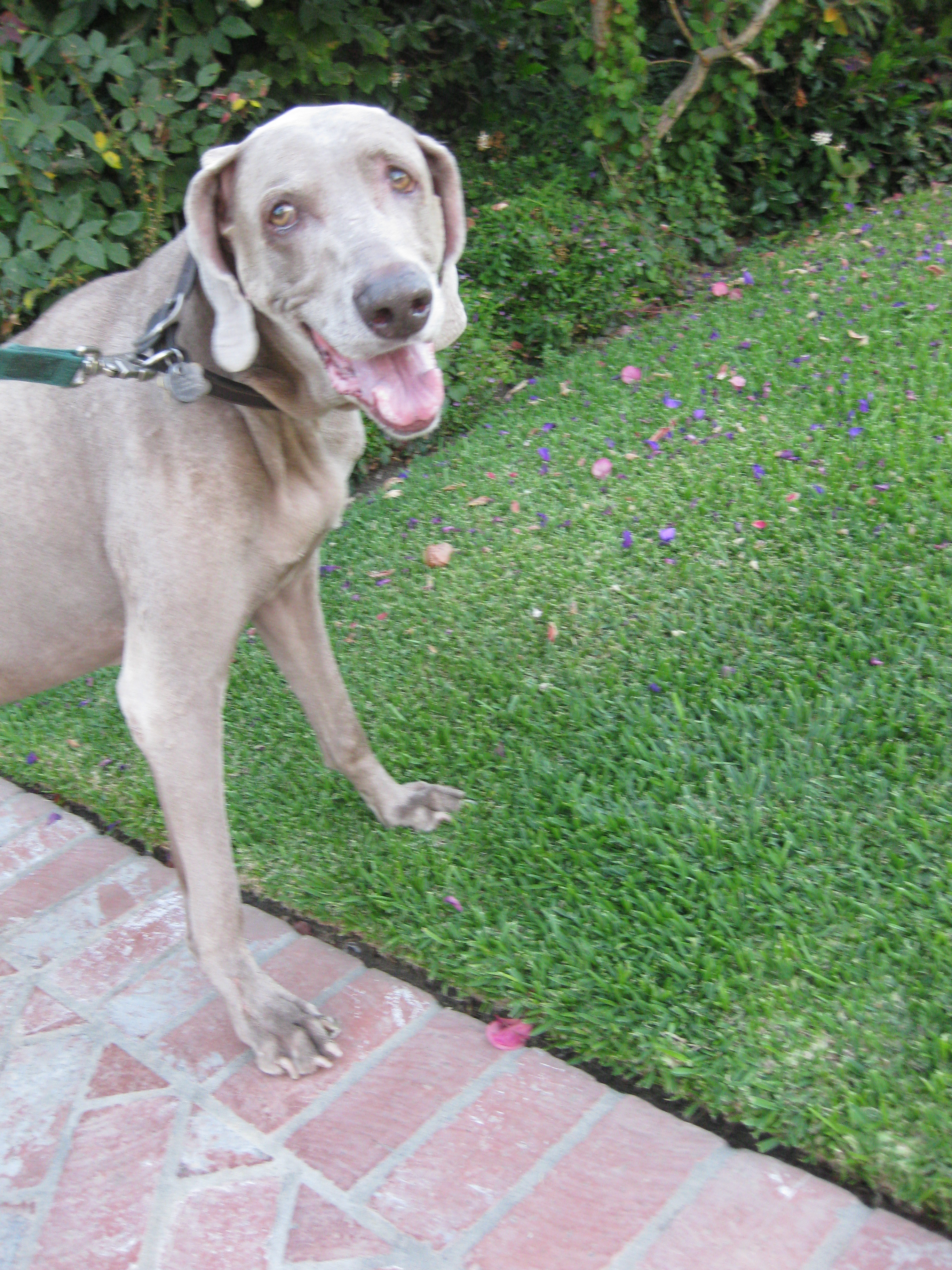 The trauma of the accident never affected Yeager's love of constantly walking,