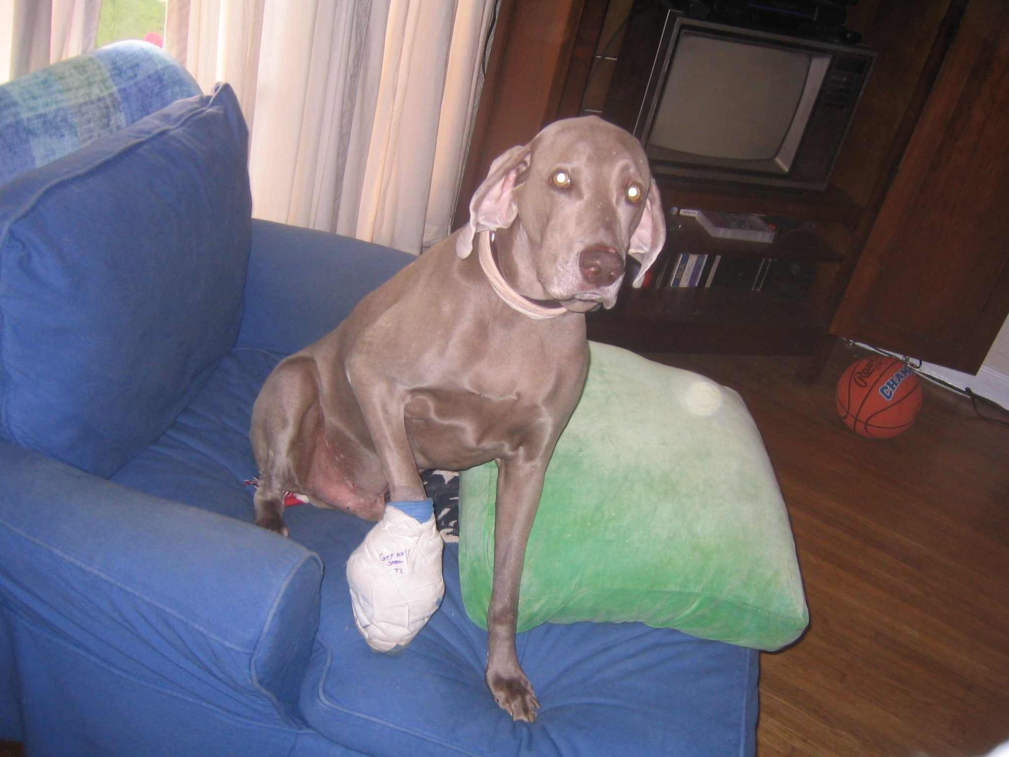 Yeager's bandaged paw during his recovery period after surgery.