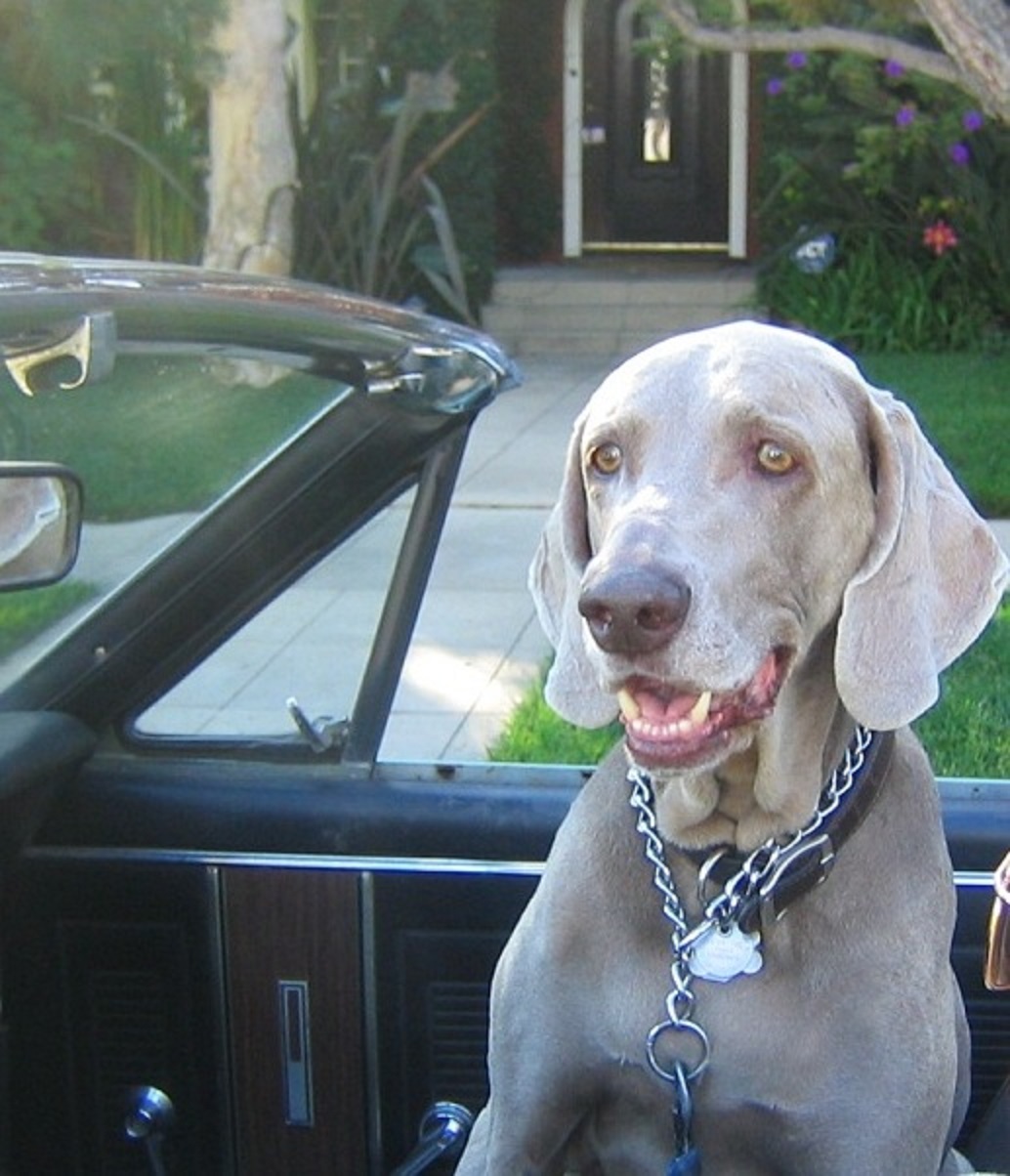 Yeager always rode in the passenger seat beside me, secured with a restraint. I never took any casual risks. I'd seen an unleashed dog dash onto Melrose Avenue once - and suffer the consequence of his human companion's hubris that it safe to do so.