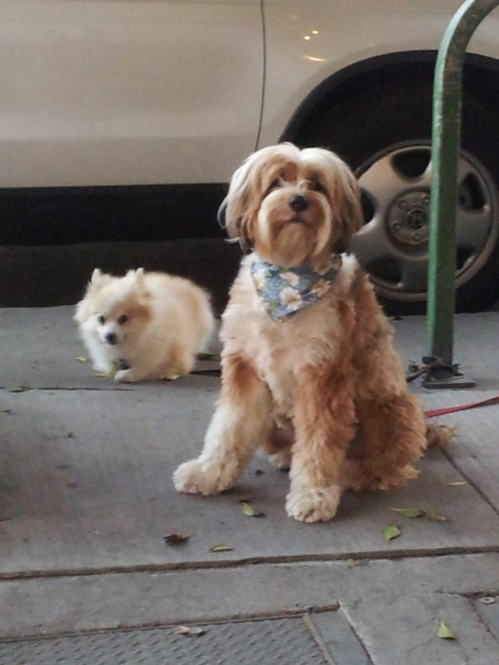 Two sidewalk pals, outside a restaurant. (carlanthonyonline.com)