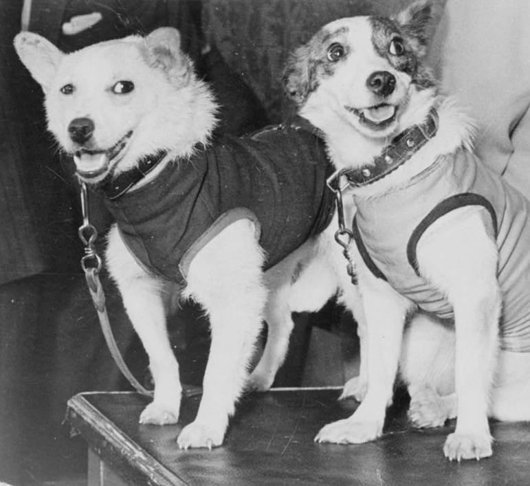 Belka and Strelka, two Dogs sent by Soviets on a rocket into orbit.