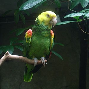 McKinley had a Yellow-headed Amazon Parrot named Washington Post who could sing the first bars of both Dixie and Yankee Doodle.