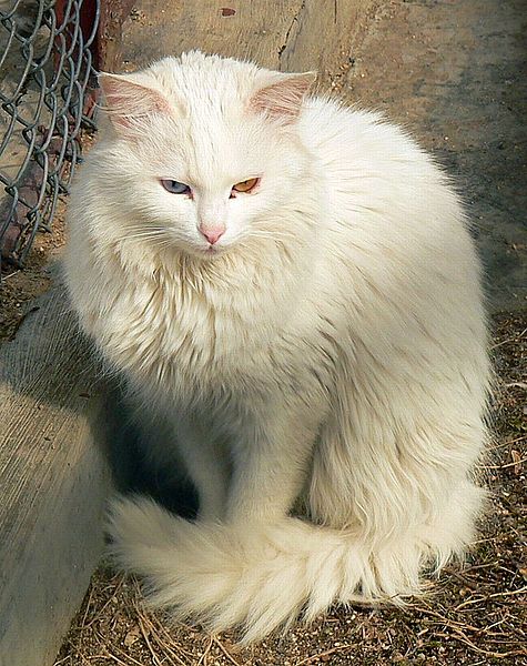 The Angora Cat Never owned by the McKinleys.