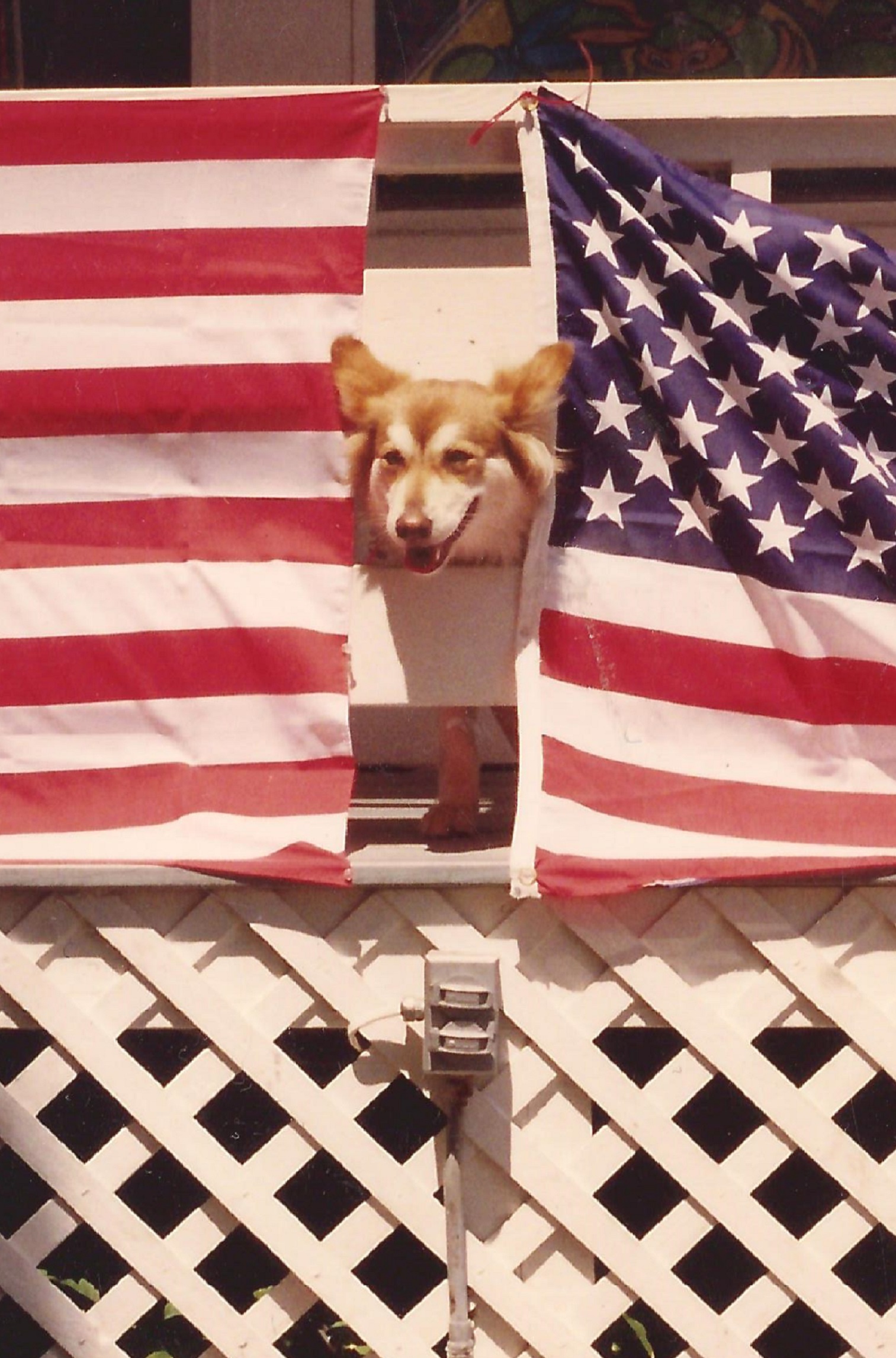 A Dog in Massachusetts, 2003.