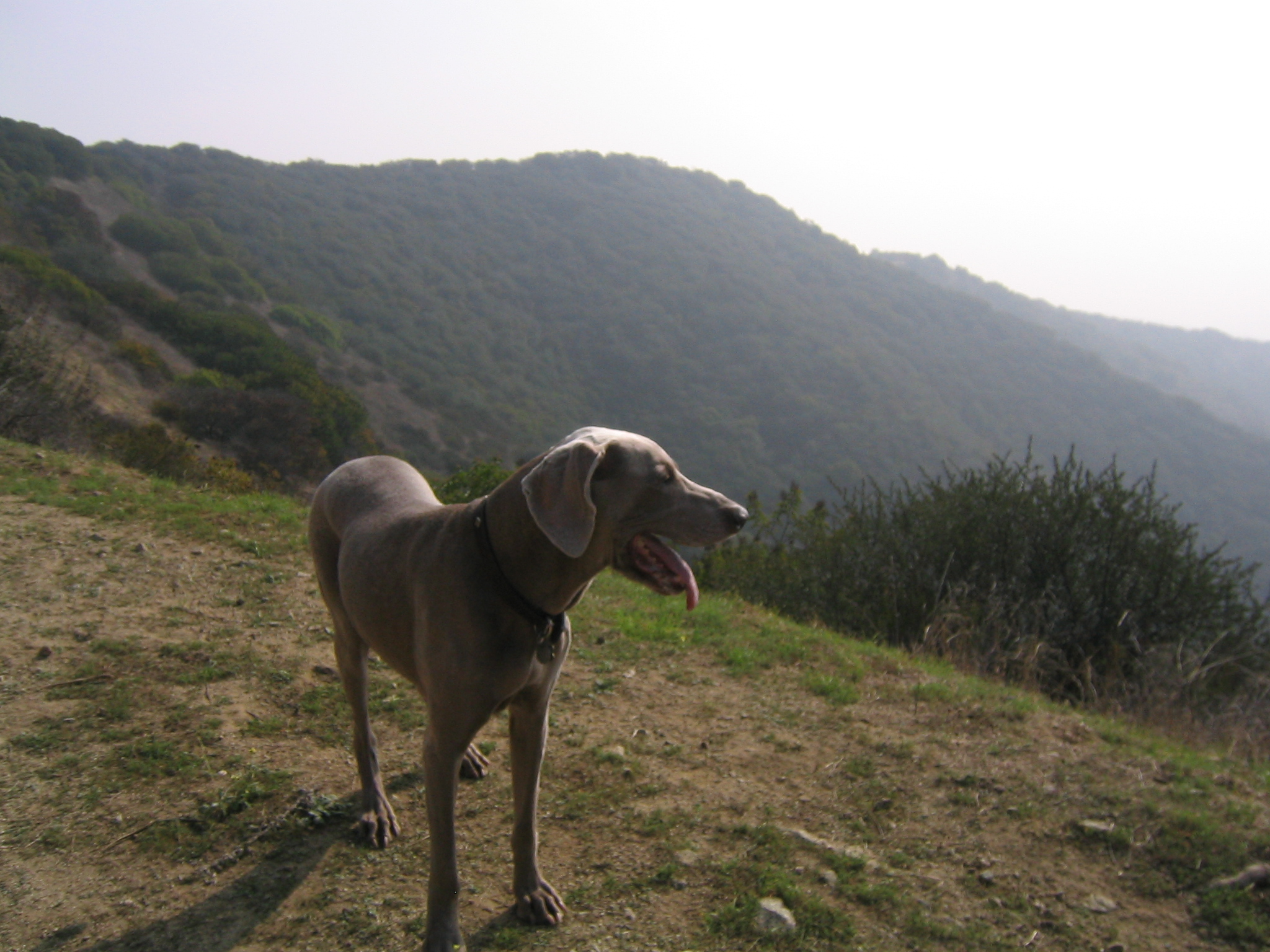 Yeager takes in the canyon, from the summit.