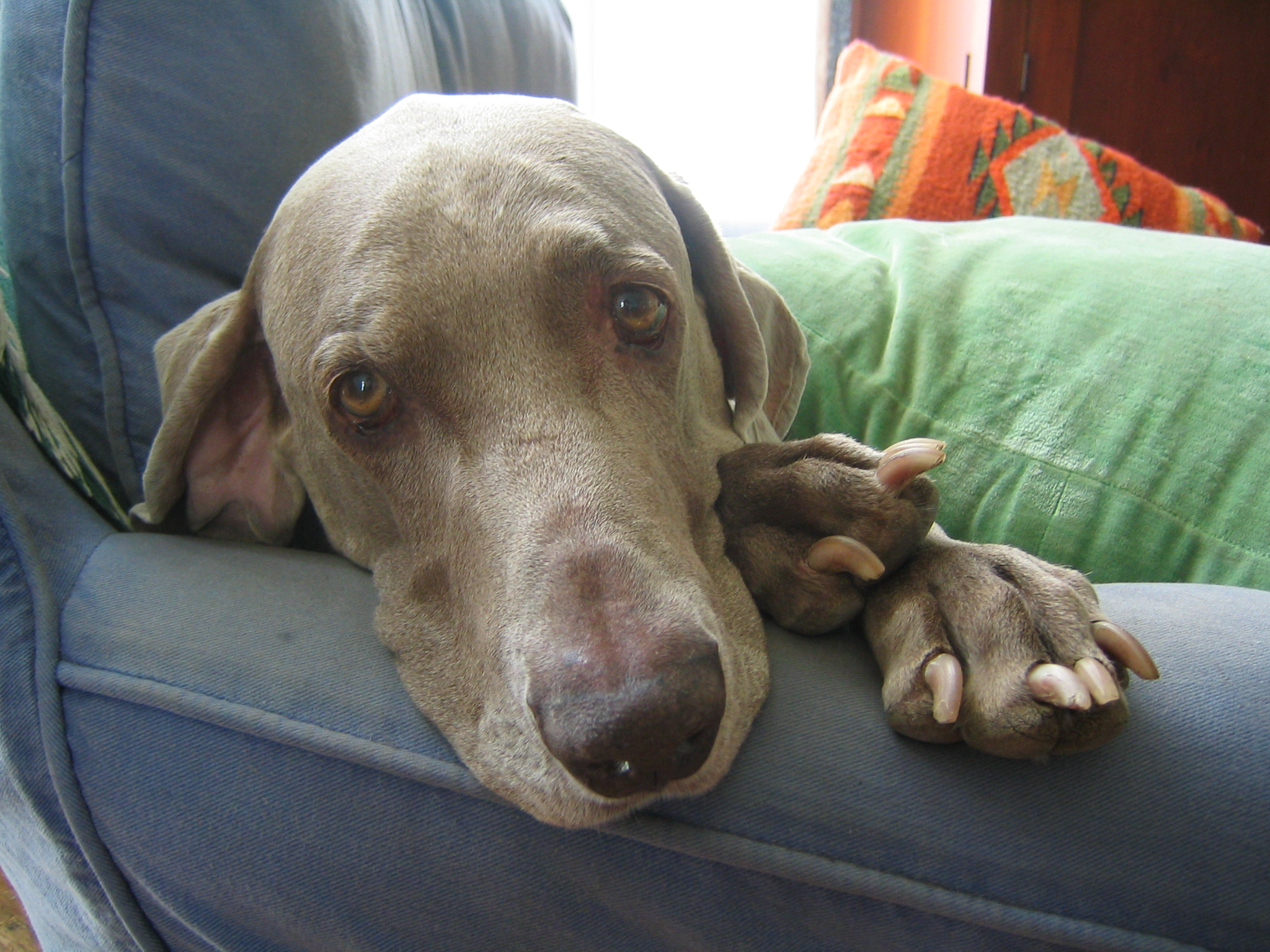 Wise in a way that never ceased to fascinate me, Yeager the Weimaraner who died two years ago on June 3.